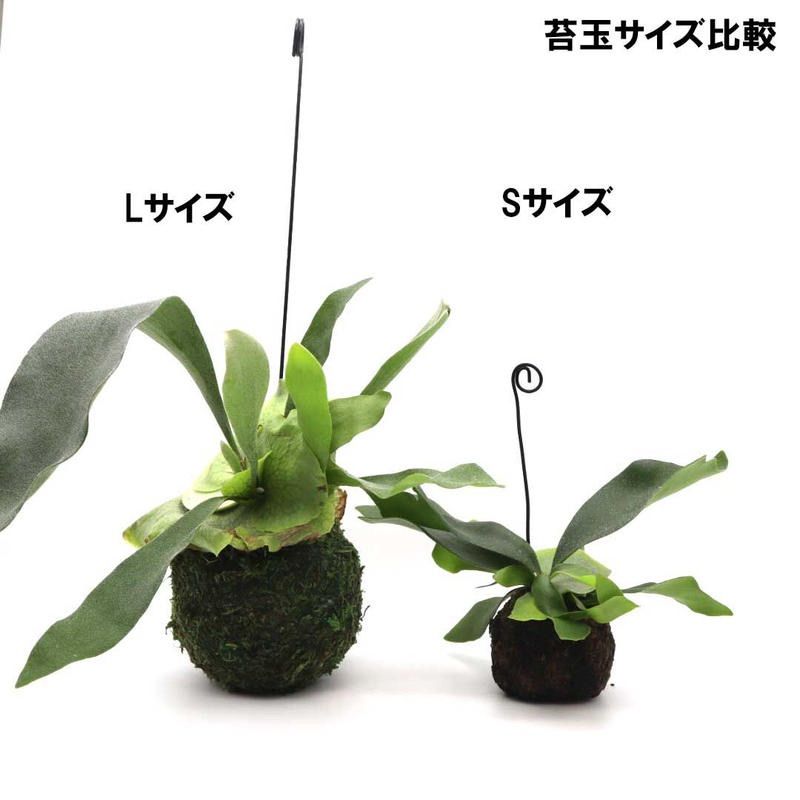 ビカクシダ ネザーランド　ハンギング苔玉仕立て　※メルカリ便発送 ビカクシダ ネザーランド ハンギング苔玉仕立て ※メルカリ便発送