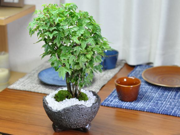 太幹