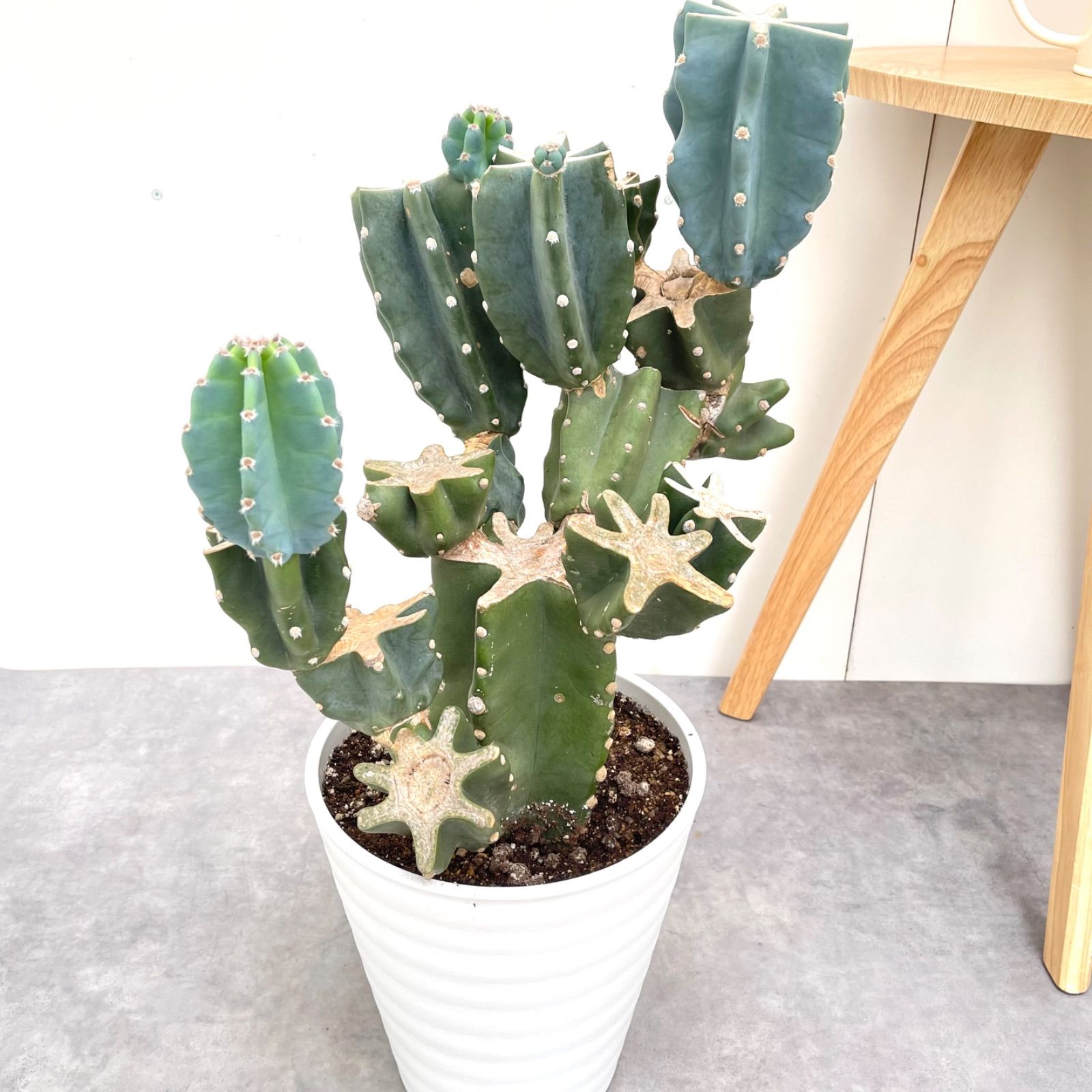 柱サボテン ブランチ 11 現品 観葉植物 室内 ドライガーデン 大型