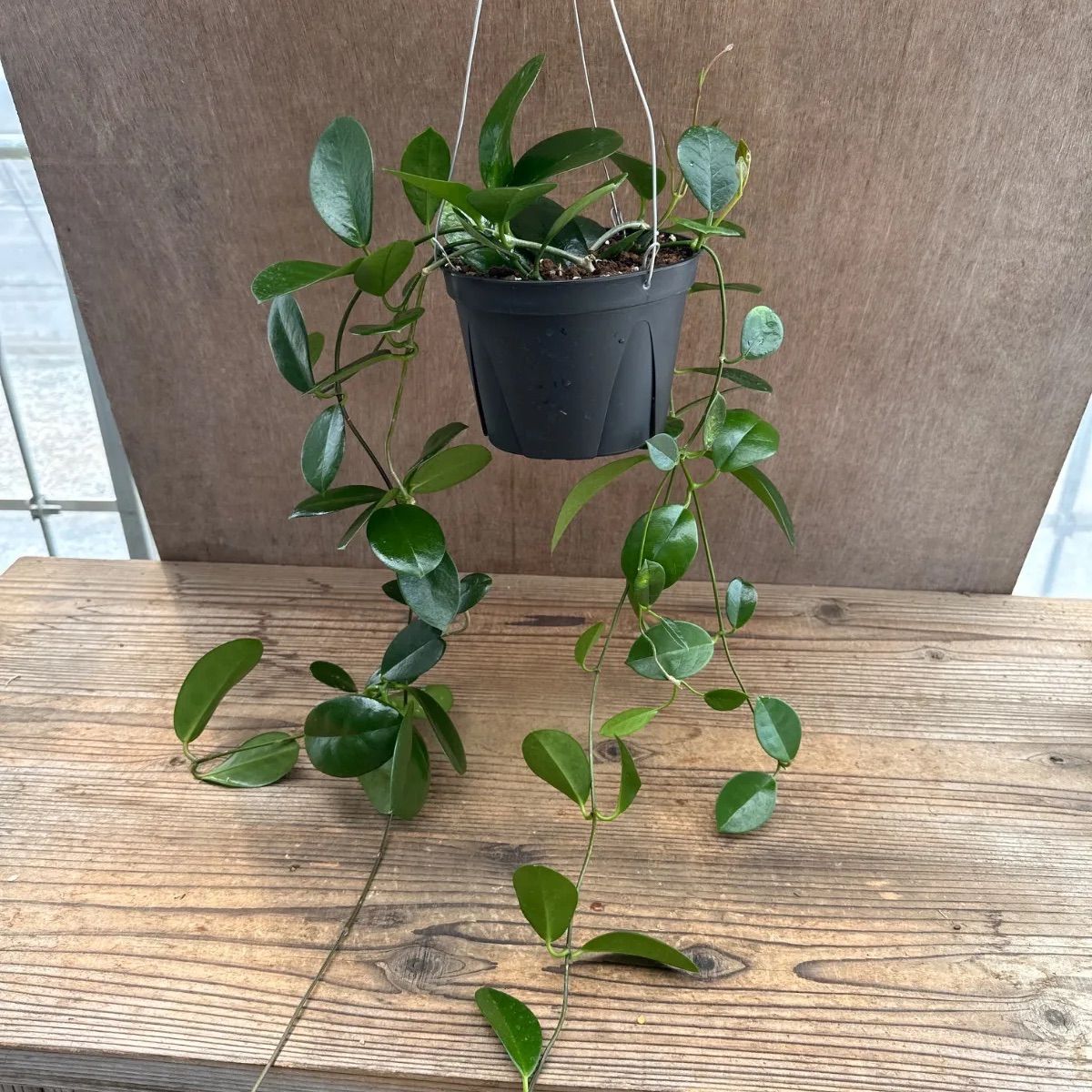 超希少種！ ホヤ オーストラリス ① Hoya australis サクララン