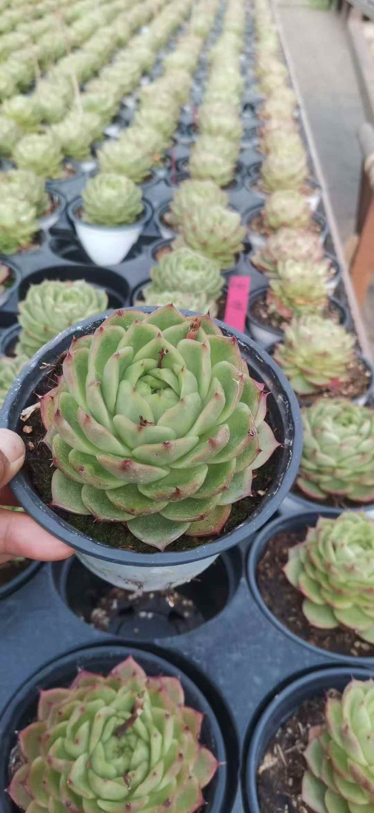 15株の抜き苗セット グリーンストーン 多肉植物 佐川急便発送 エケベリア 韓国苗 XQ849