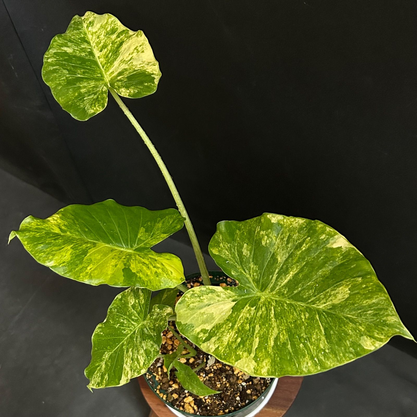 500円引きクーポン】 斑入りクワズイモ 大苗 植物/観葉植物