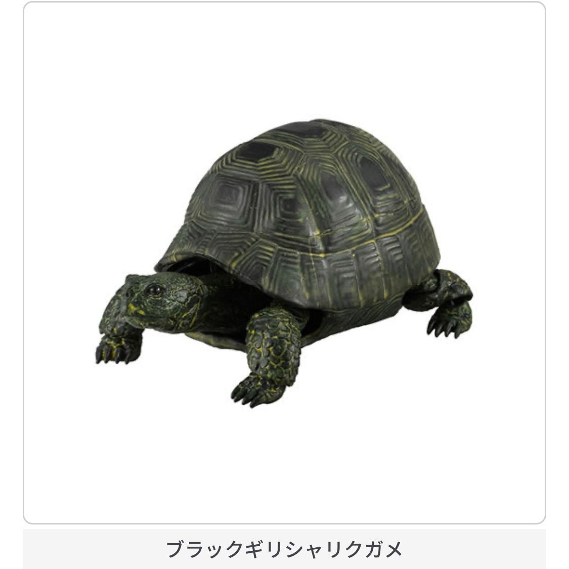 いきもの大図鑑かめ02ガチャガチャ亀マスコット人形フィギュア