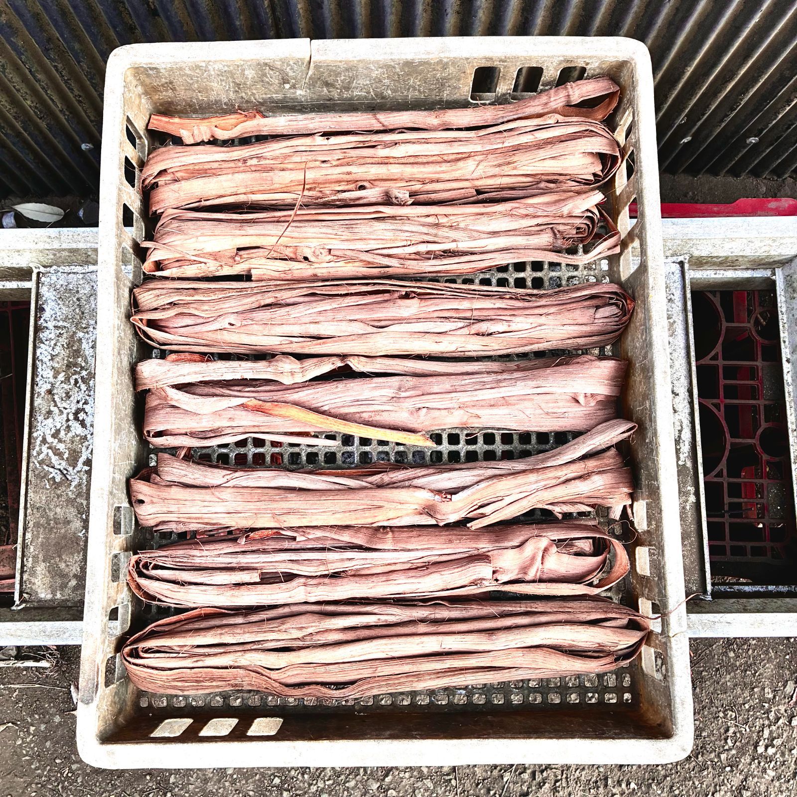 国産 山葡萄 蔓 やまぶどう 細つるセット（写真1＋2） 【公式通販】