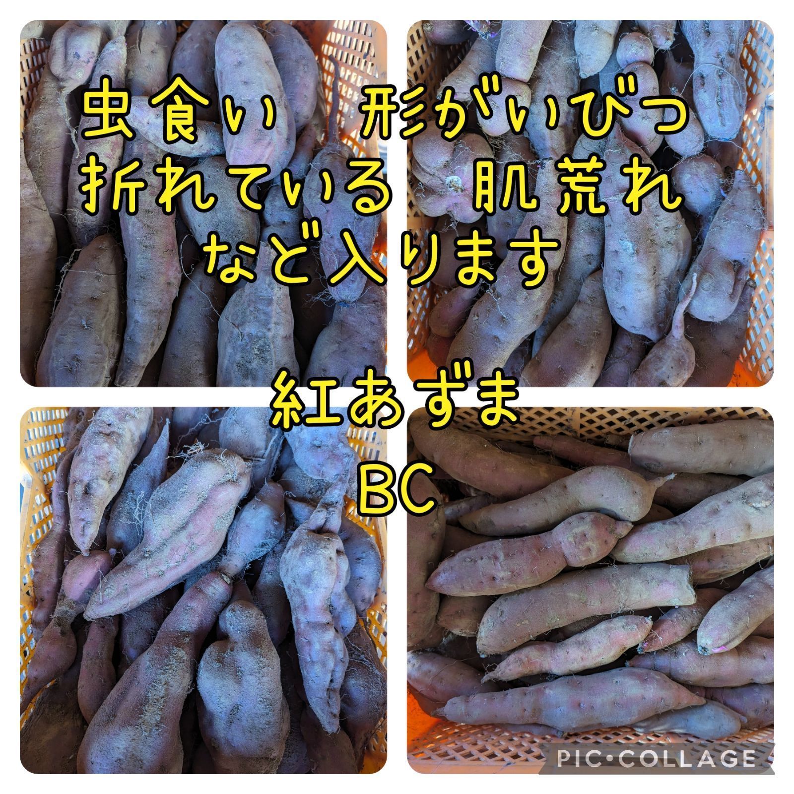 小さい栗かぐや10kg - 野菜