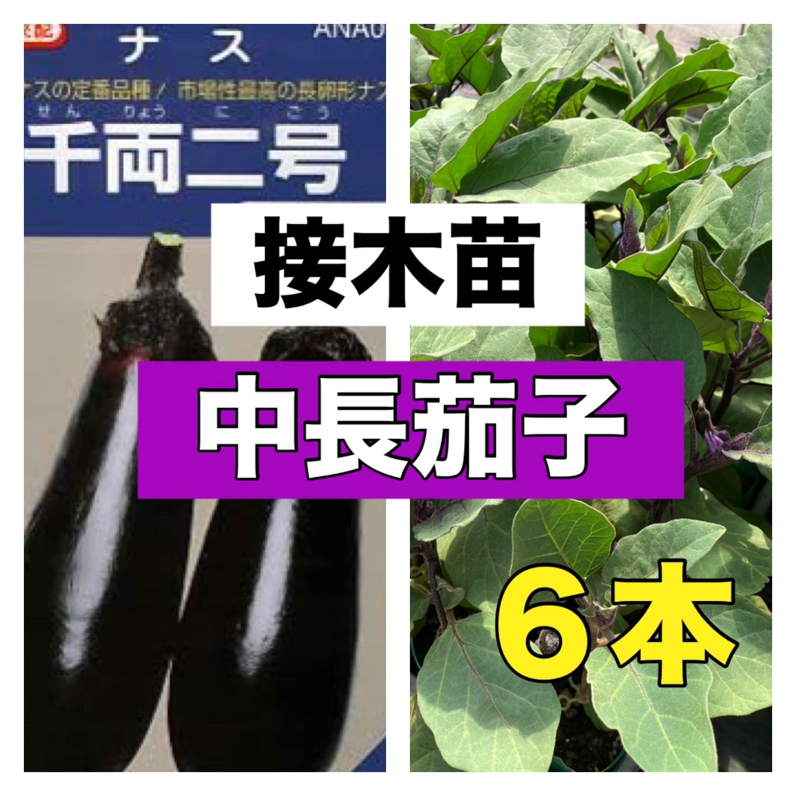 苗の専門店‼️接木中長茄子‼️千両6本‼️薄皮で果肉が柔らかい‼️接木で収穫量が多く病気に強い‼️ - メルカリ