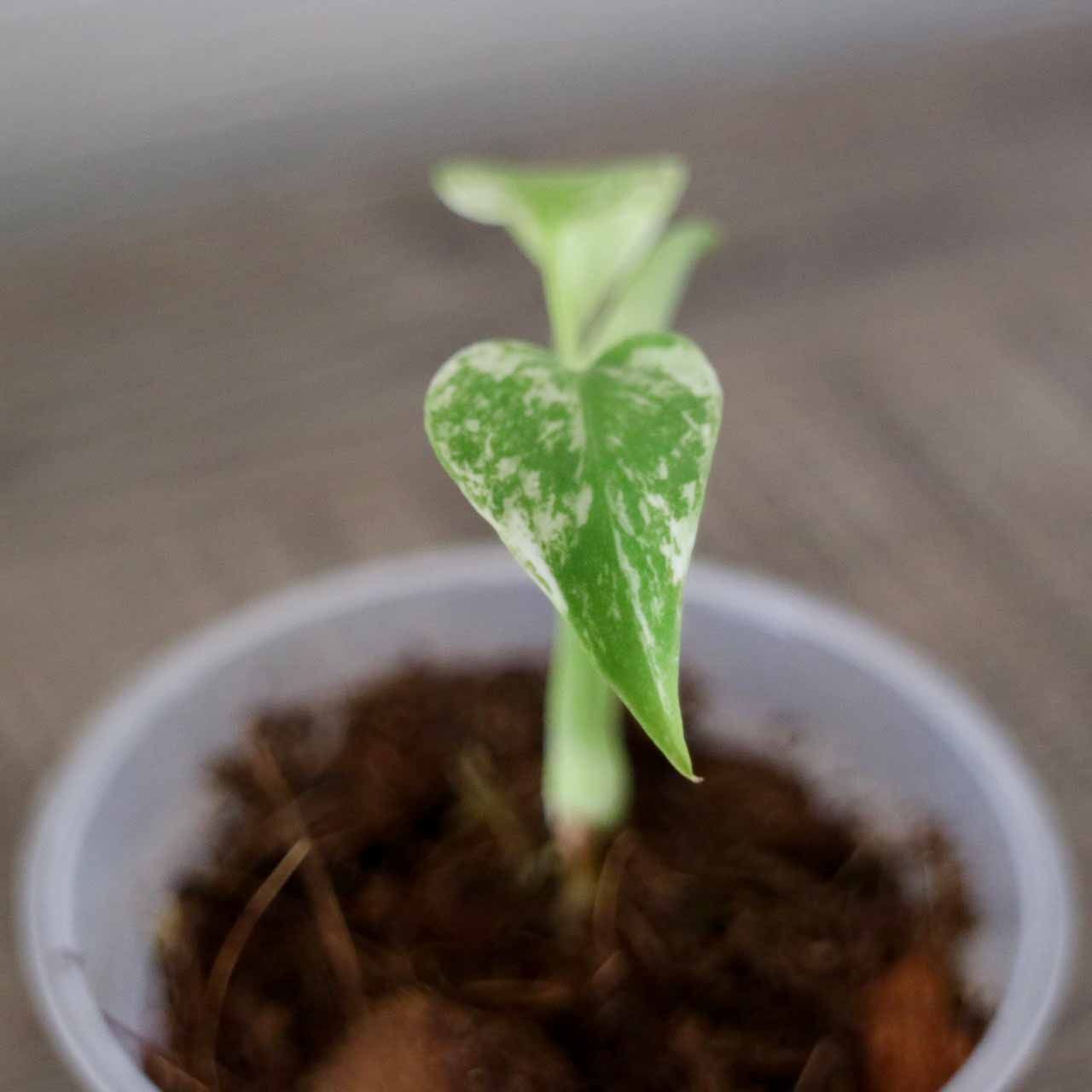 w*o様 本物のモンステラ ホワイトモンスター”組織培養苗ではありません” モンステラ・デリシオーサ 'ホワイトモンスター' 組織培養(TC)株