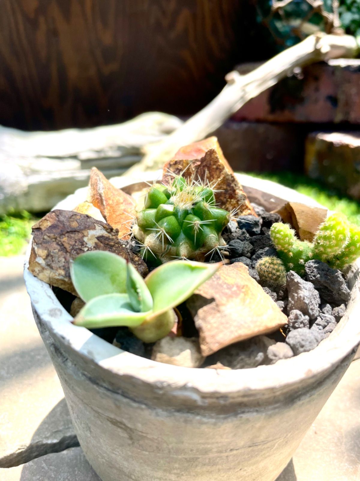 速達！　アガベ　実生　30種セット　多肉　観葉植物　サボテン　ドライガーデン 速達！ アガベ 実生 30種セット 多肉 観葉植物 サボテン ドライ