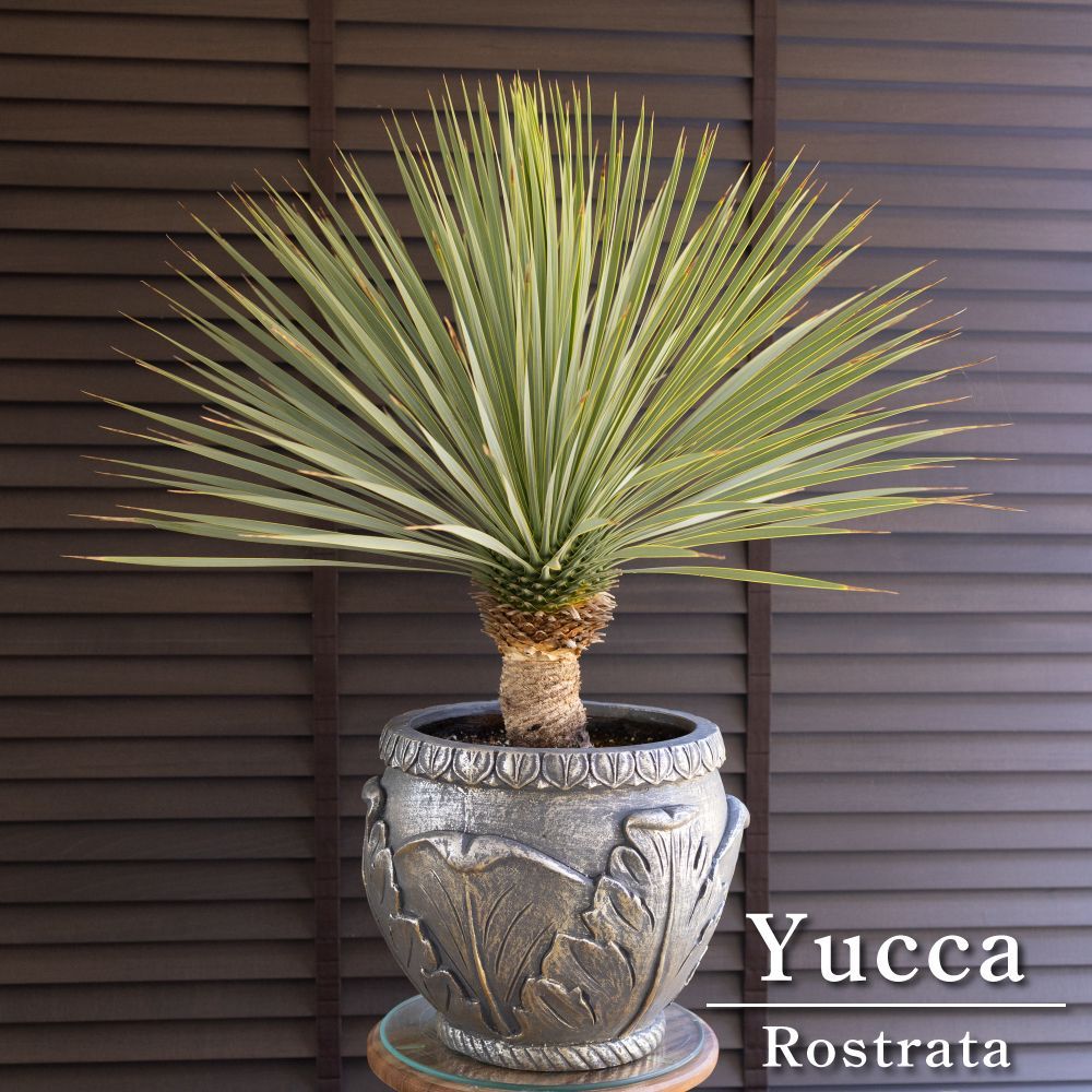 現品】ユッカ ロストラータ 10号鉢 SF番 AL999】ユッカ ロストラータ