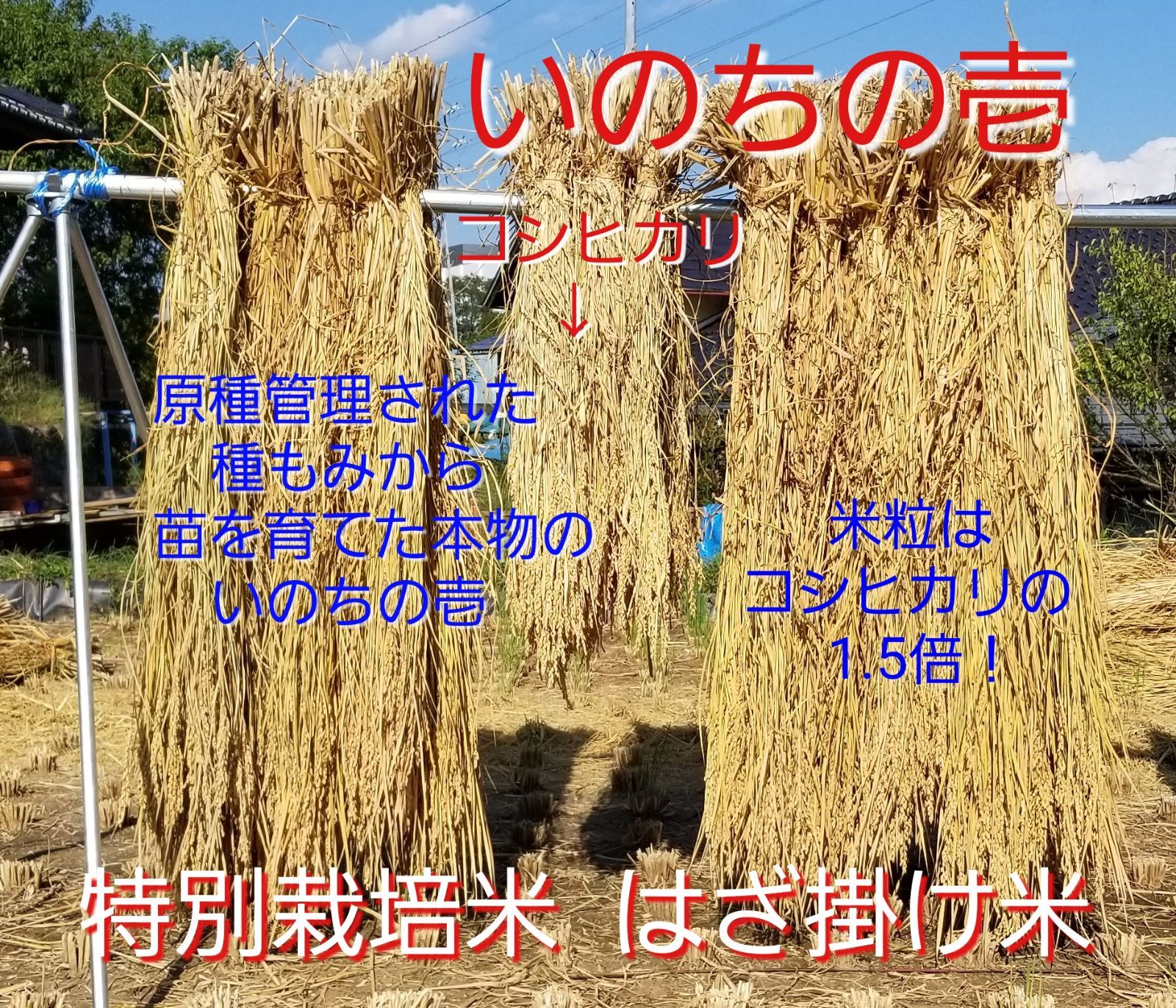 令和5年長野県産 【いのちの壱】 特別栽培米 はざ掛け米 玄米24Kg全国送料無料