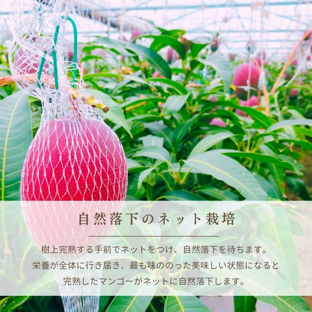 900g 贈答用
