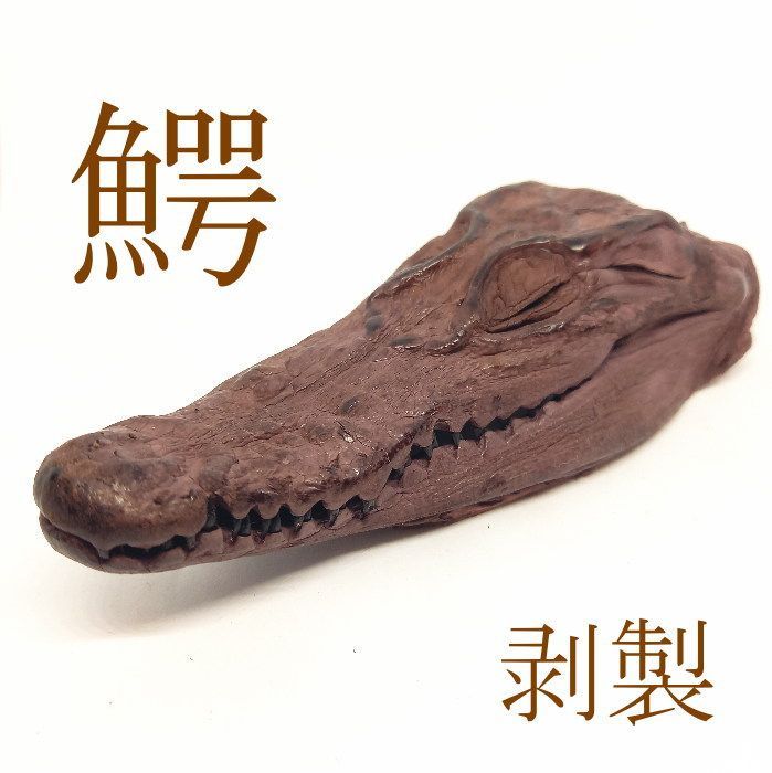 item-54 鰐の頭 剥製 骨 長さ約13ｃｍ ゲテモノ レザー 材料 コレクション 置物 何する？