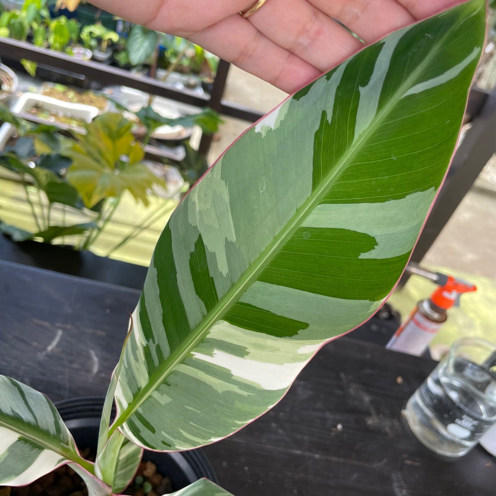 【速達】Musa aeae ムサアエアエ美斑 Amazon｜斑入りバナナ ムサ アエアエ(Musa Aeae) 斑入りバナナ