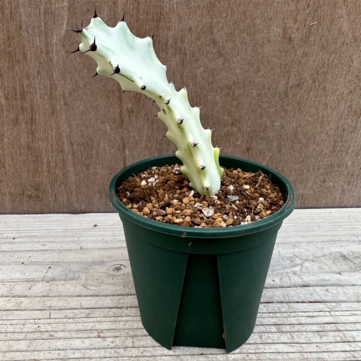 ユーフォルビアラクテア希少種ホワイトゴースト綴化 - 植物/観葉植物