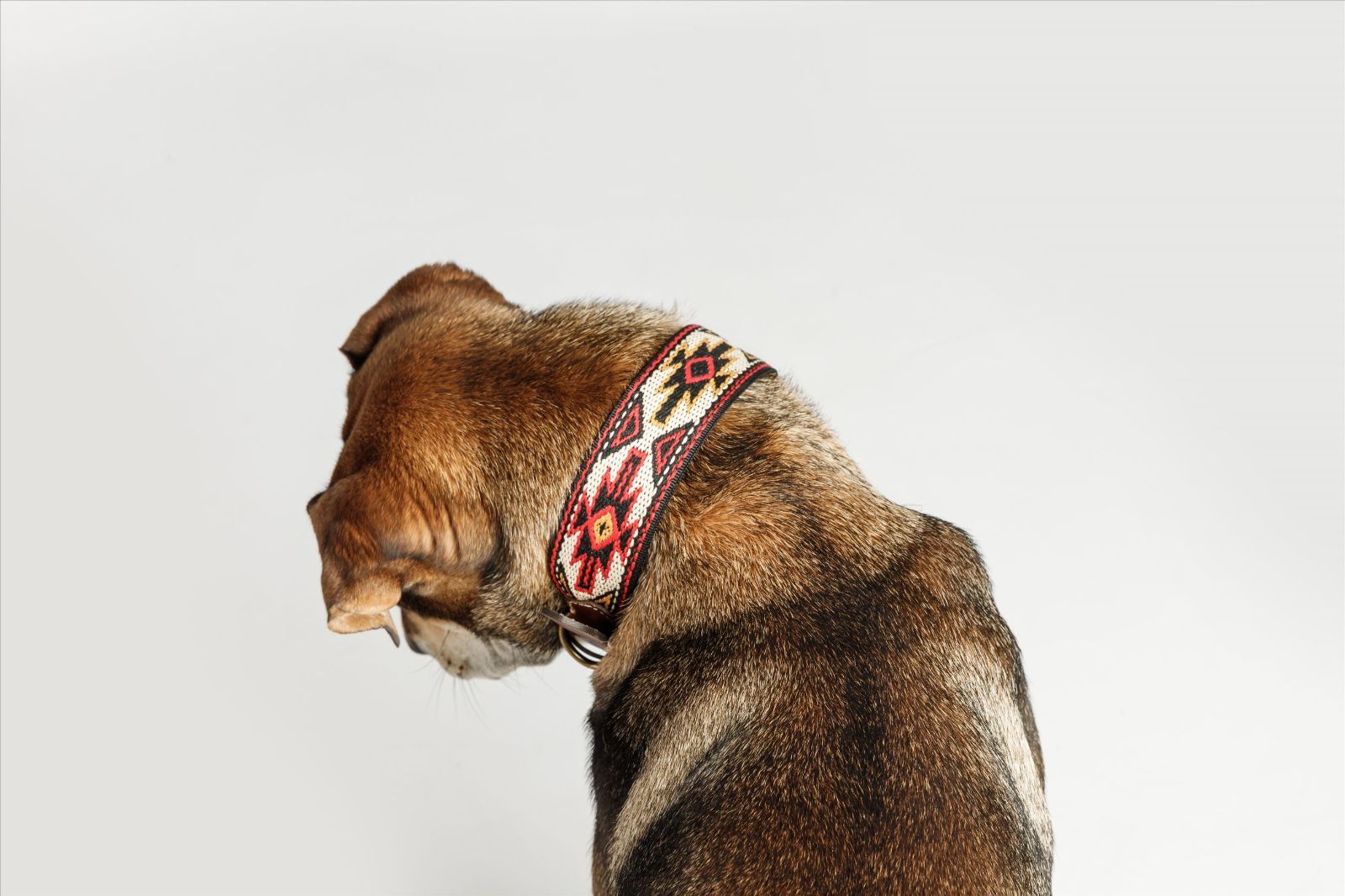 スペイン製 高級犬用首輪 Peyote Rojo 犬用（小型犬 中型犬） | jarwan.com