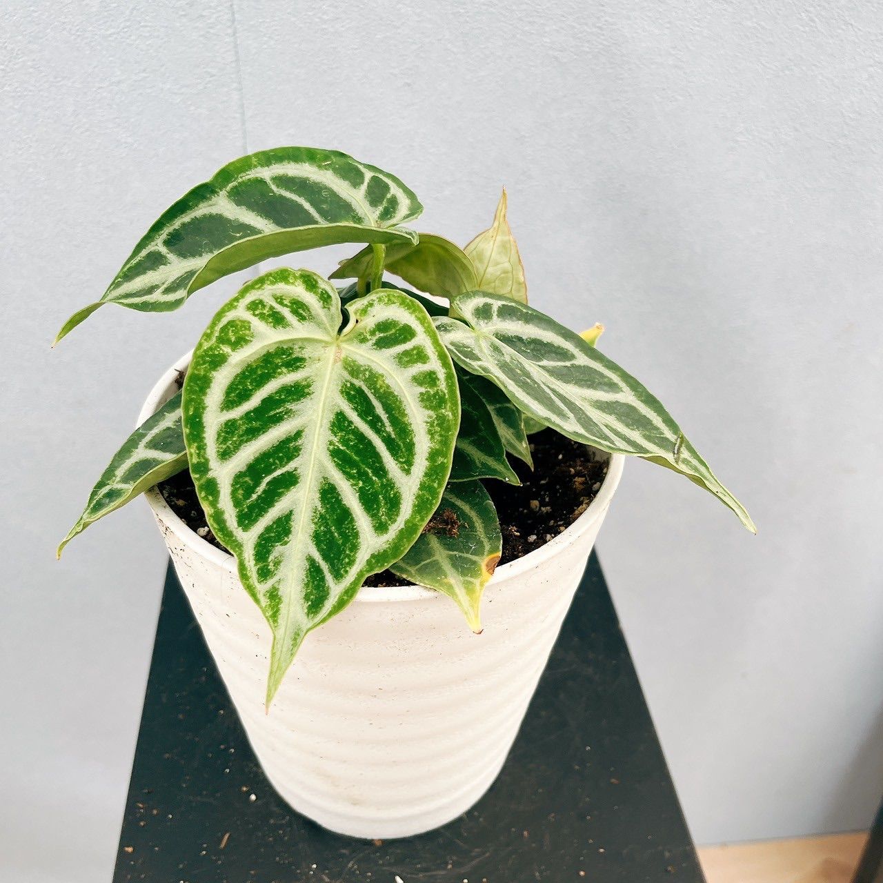 現品］【希少】R アンスリウム クリスタリナムcultivar 観葉植物