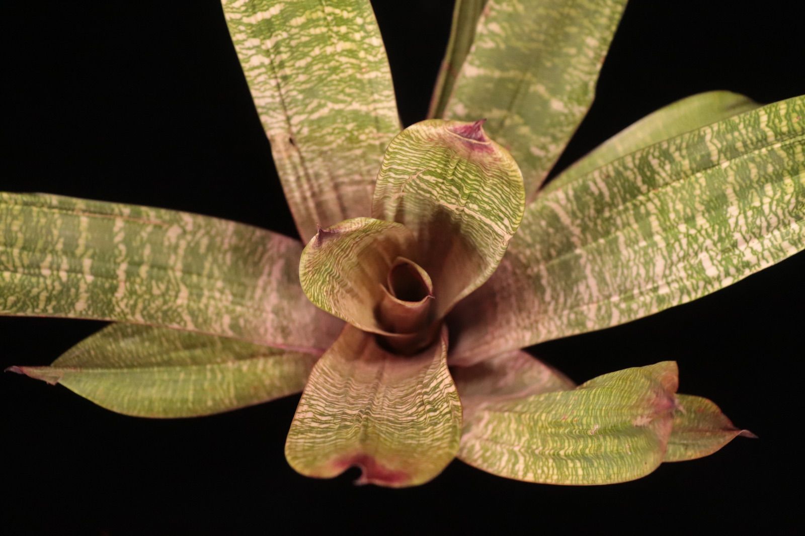 送料無料】Vriesea 'Swagger'〔フリーセア〕現品発送V133 /@plane