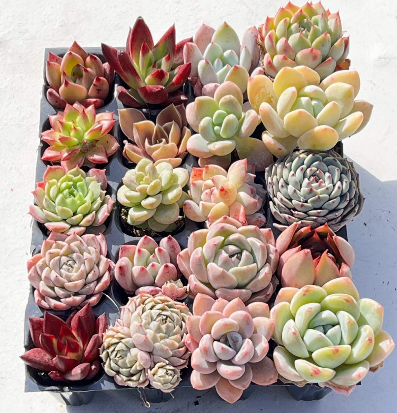 多肉植物 20苗セット♡ 抜き苗♡白姫蓮など エケベリア 韓国苗 - メルカリ