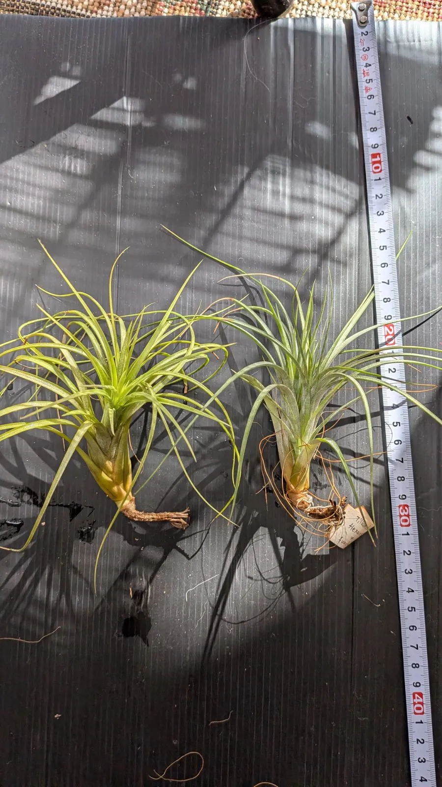 2026年最新】フレクスオーサの人気アイテム - メルカリ