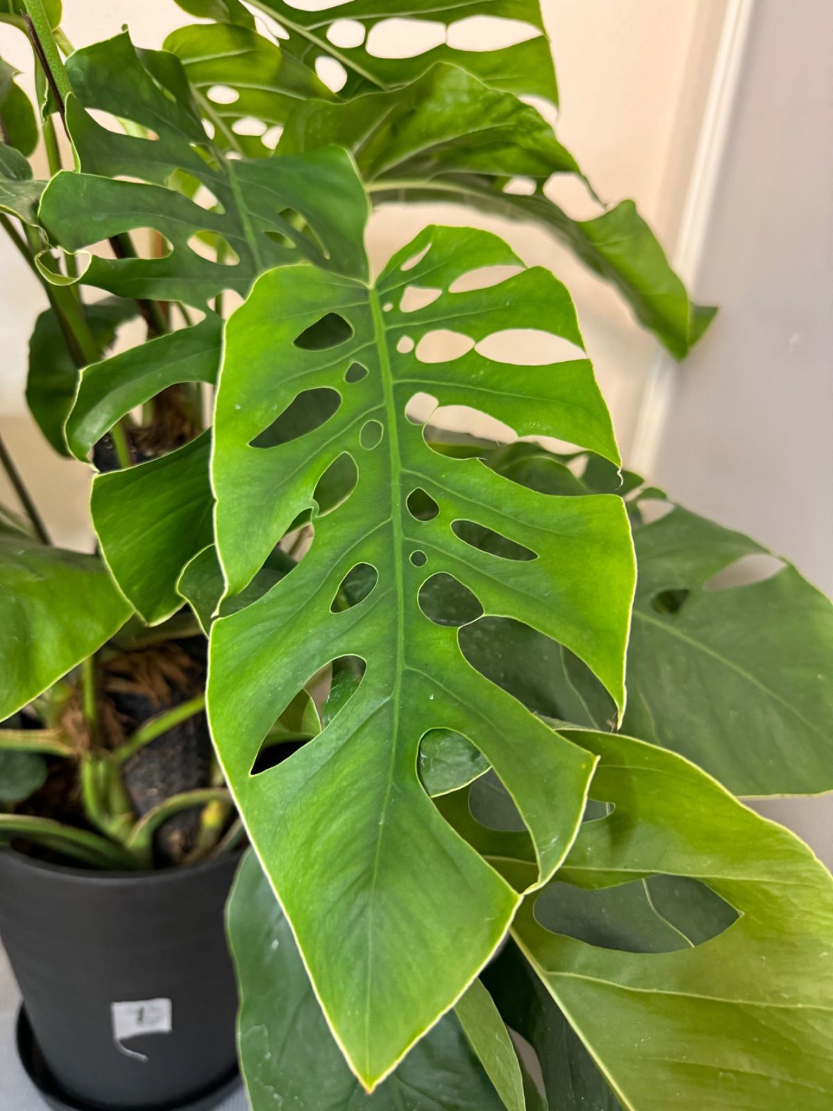 ❣️入荷❣️希少‼️モンステラ デュビア 7号 人気の観葉植物 ❣️①