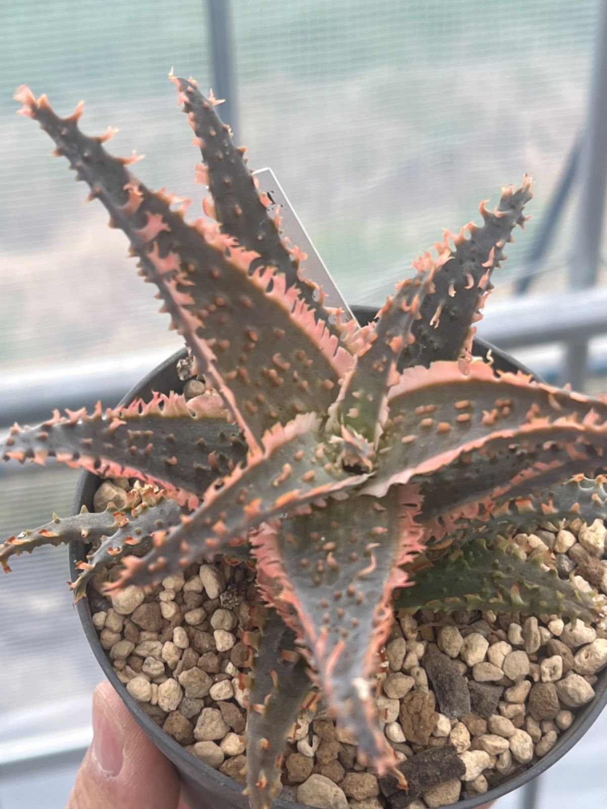 アロエハイブリッド TCT Super YYY Series Repotting Aloe