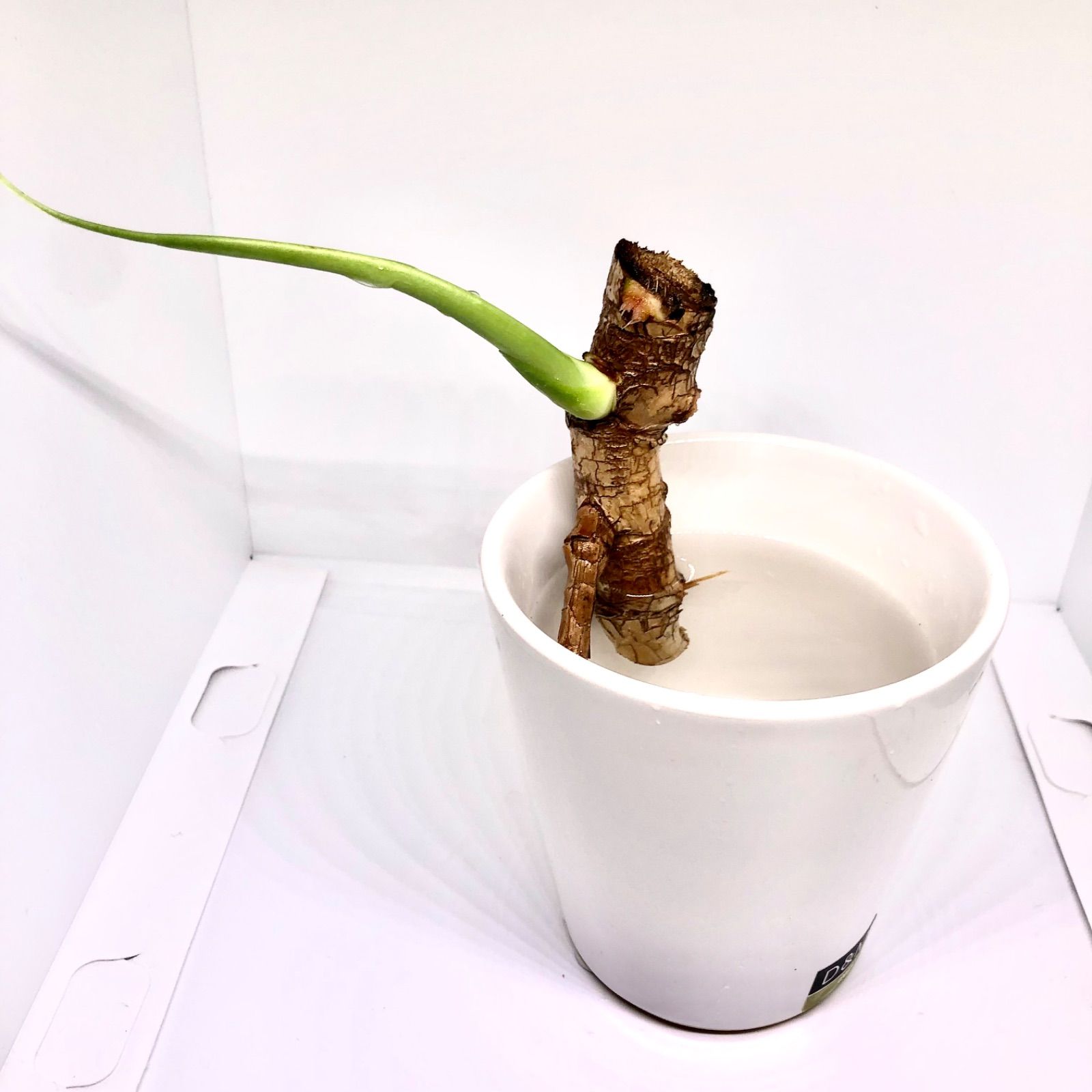 モンステラ13 スケルトン デリシオーサ 新芽展開中 発根済み 限定株 モンステラ デリシオーサ 幹上がり 中間カット 新芽展開中