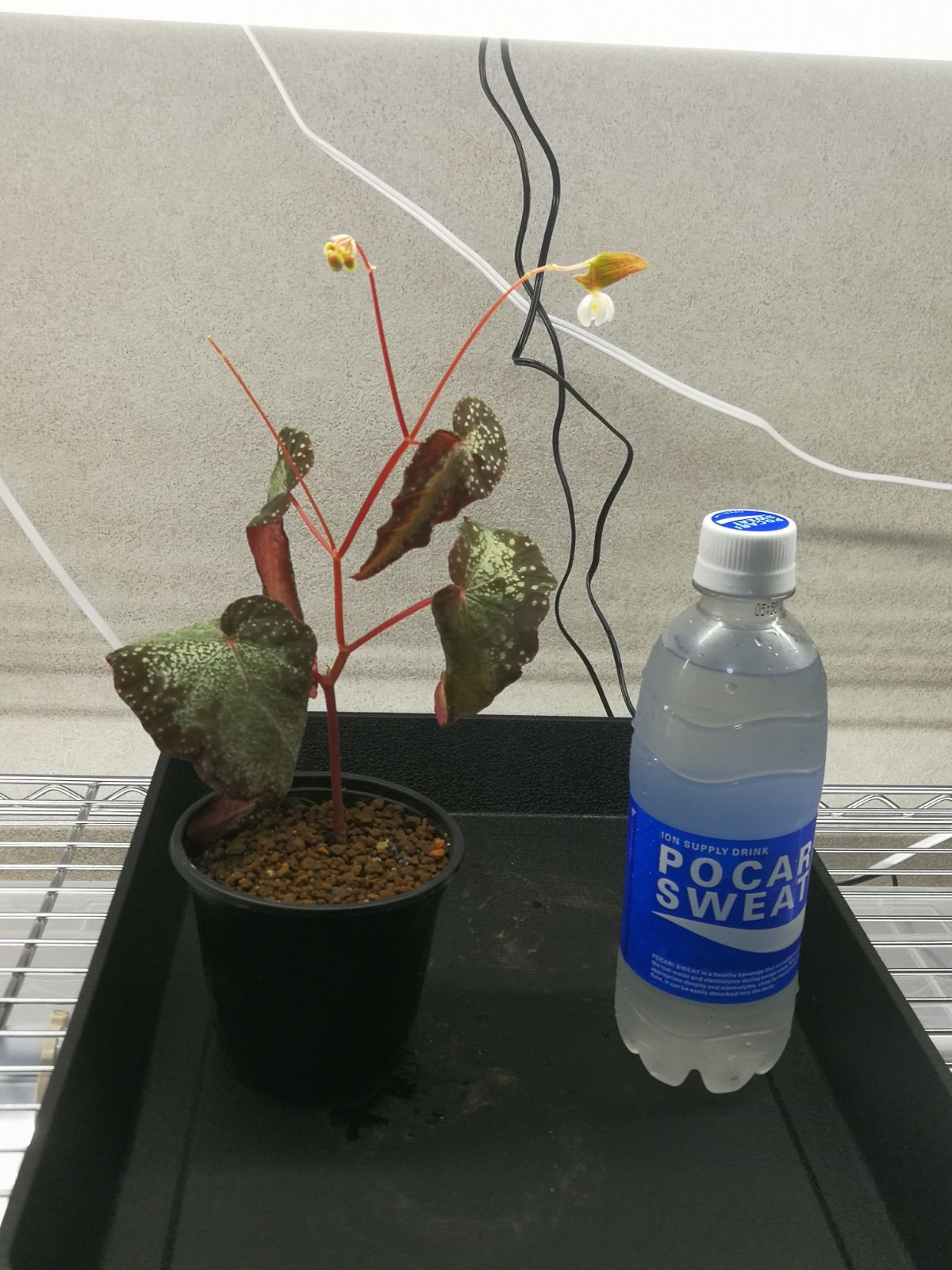 【訳ありセール品】銀河系ベゴニア Begonia Variabils