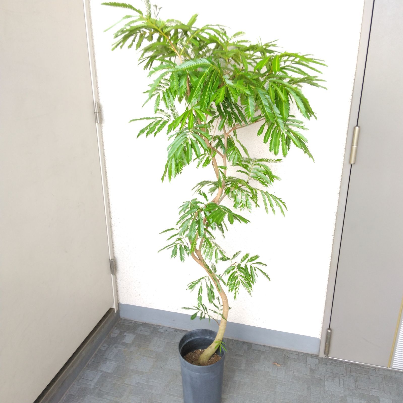 ②エバーフレッシュ曲がり❗️大型観葉植物！高さ148◎❗幹太！樹形綺麗-