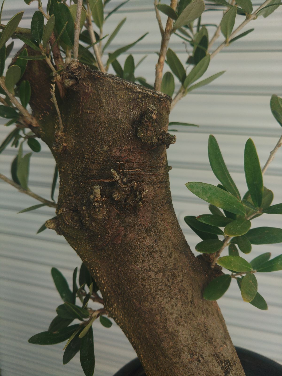 オリーブ古木 - メルカリ