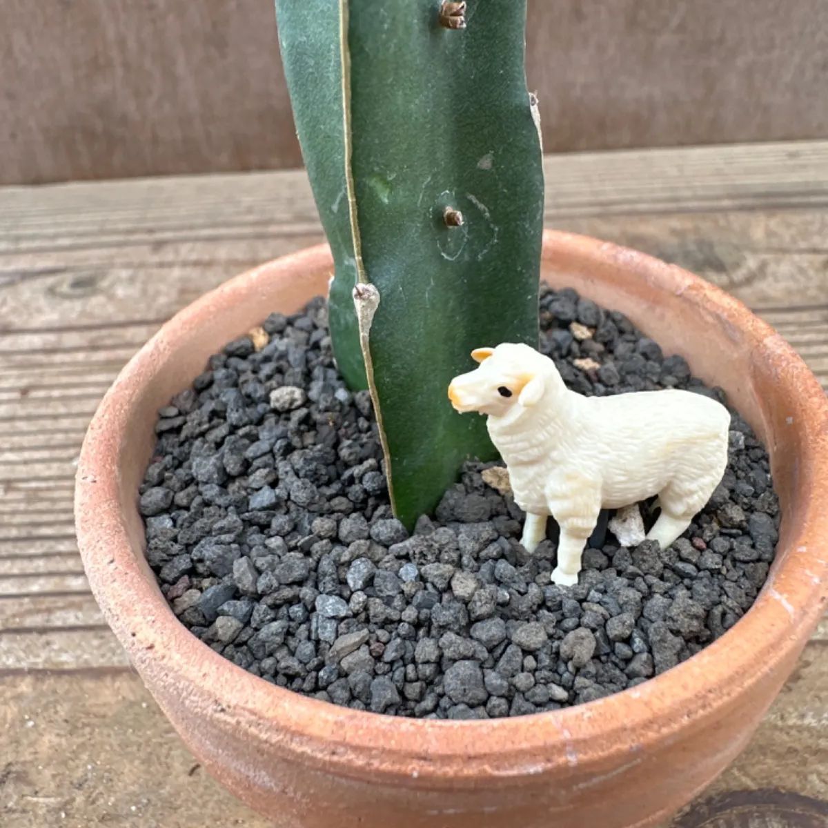 緋牡丹 鉢植え ピンク 羊 Gymnocalycium サボテン科ギムノカリキウム属 現品 観葉植物 観葉 植物 多肉植物 多肉 カクタス サボテン  インテリア プレゼント ミニ 小さい おうち時間 - メルカリ