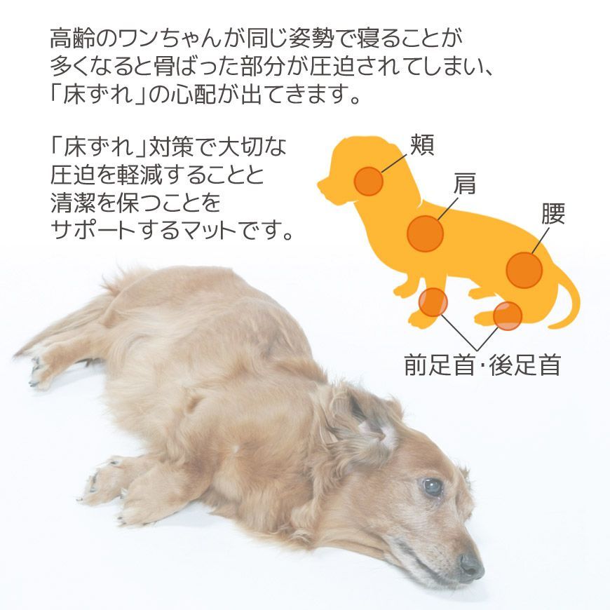 中型犬