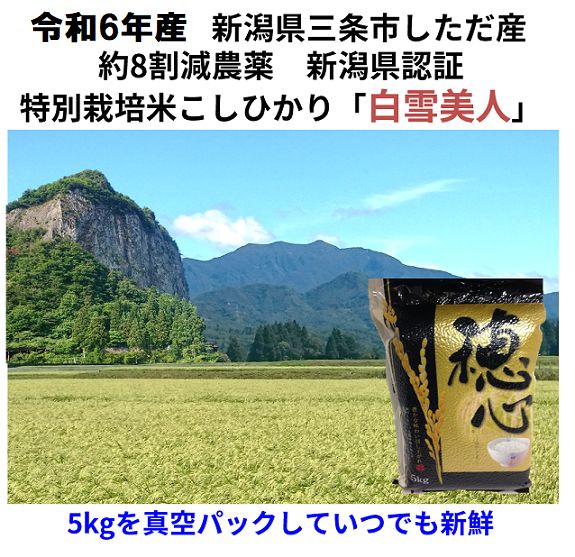 新米令和6年産 減農薬 新潟こしひかり白米5kg真空パック 新潟県三条市旧しただ村産 新潟県認証 特別栽培米100% 白雪美人 グルテンフリー  送料無料 - メルカリ