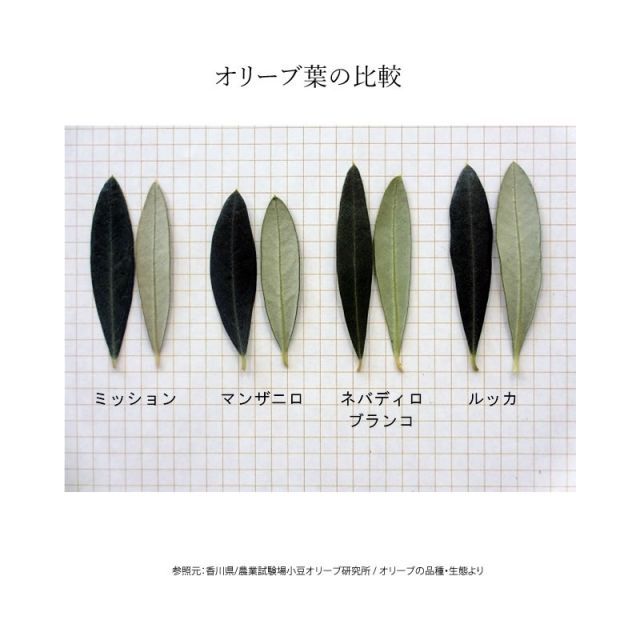 小豆島産 オリーブ苗木 ☆品種：マンザニロ☆ Sサイズ 半年〜3年生 (3