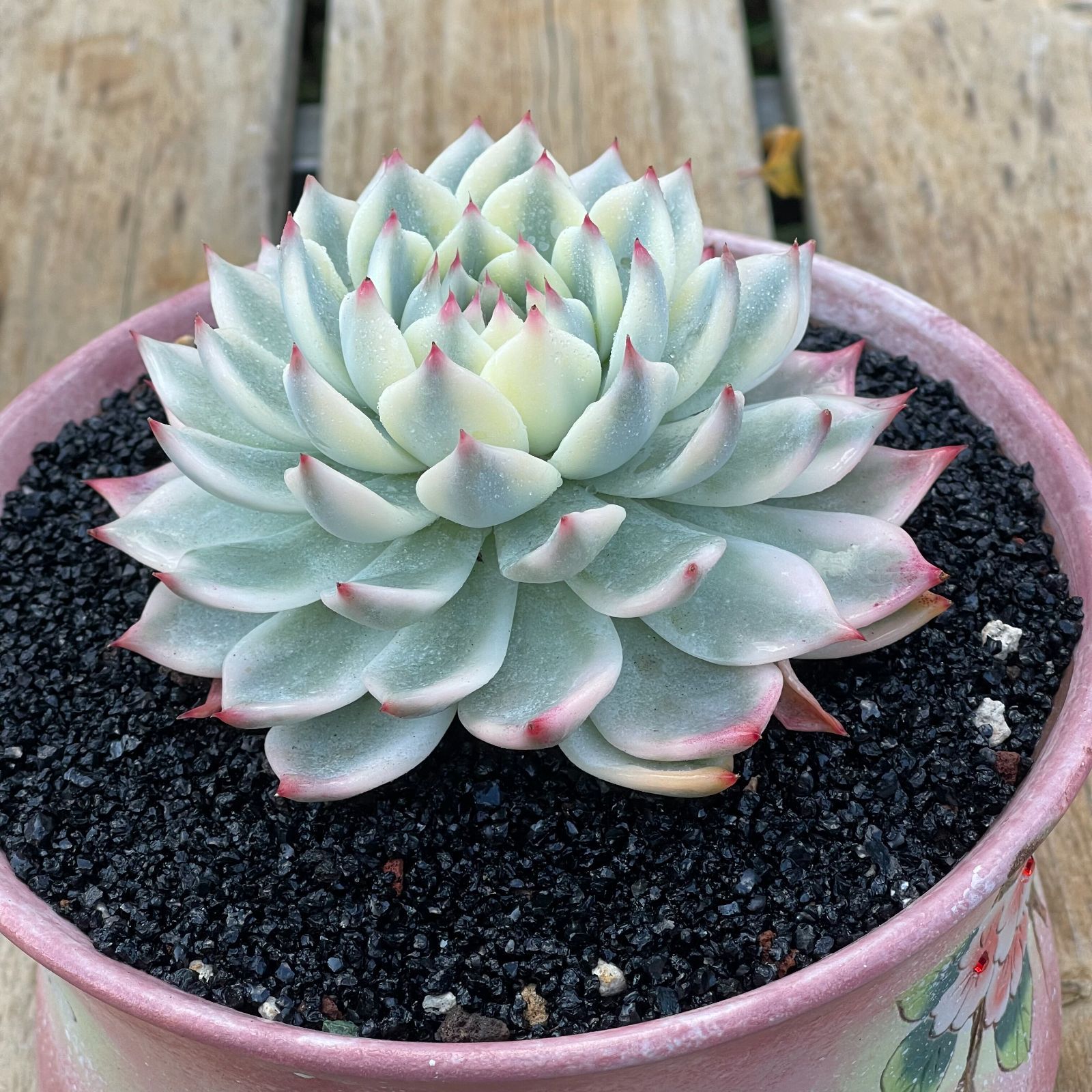 PZ12チワワエンシス錦韓国苗 多肉植物 抜き苗 エケベリア 即購入可