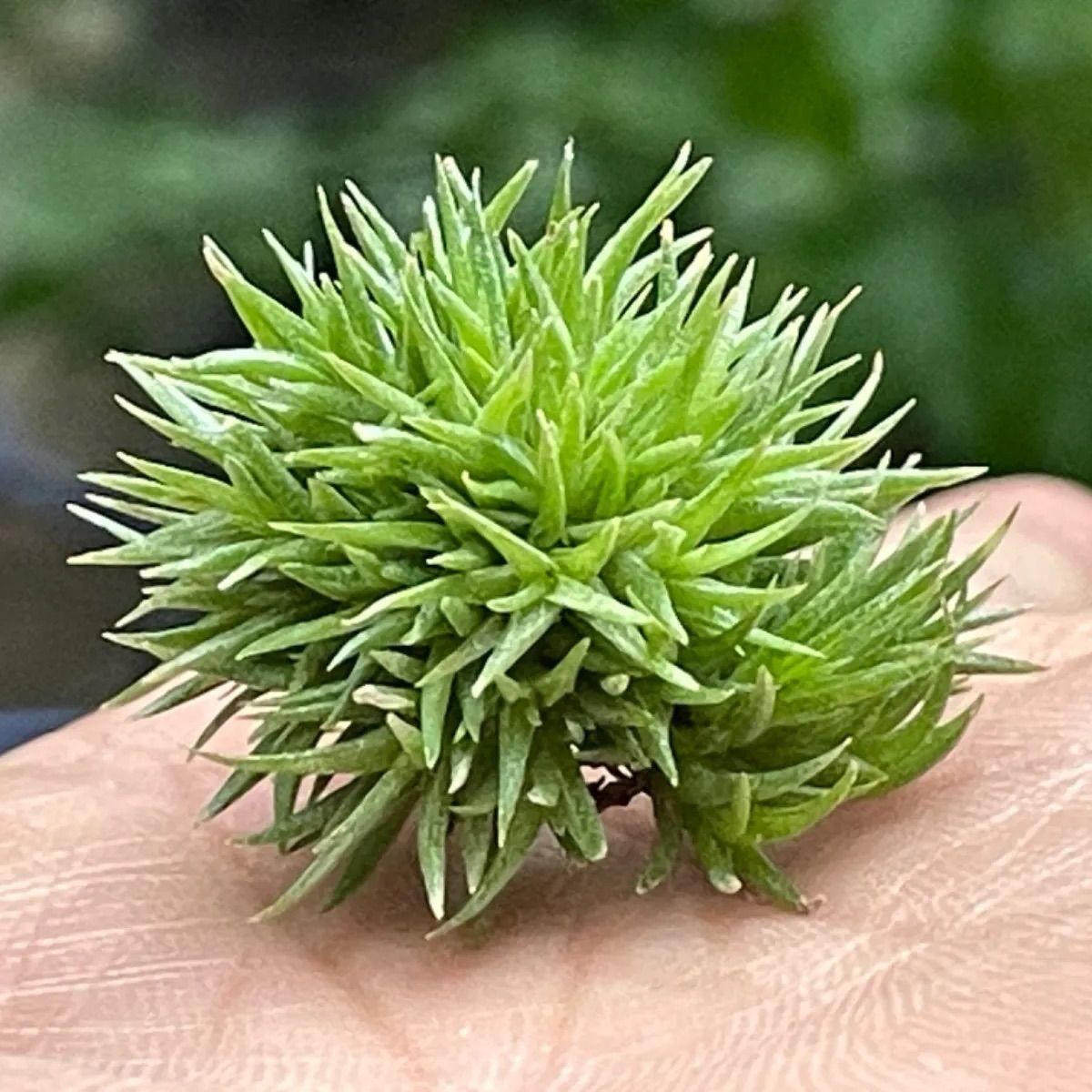 密です＊チランジア アエラントス テディベア Tillandsia aeranthos