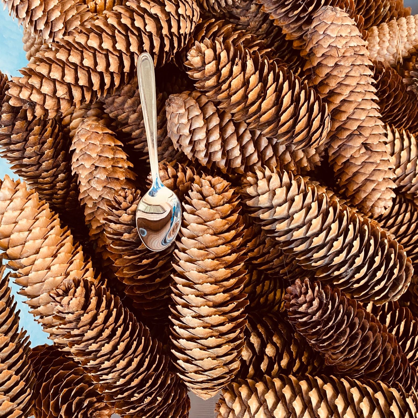 北海道産 ドイツトウヒ 長い松ぼっくり 8本 - メルカリ