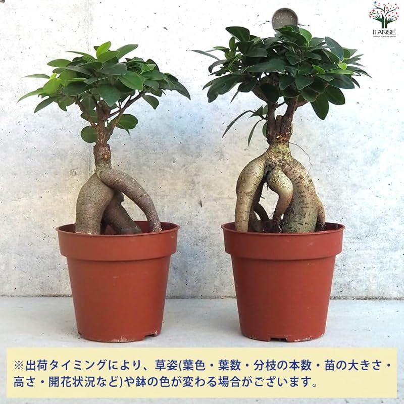 普通のガジュマルの根が育ったものを抜いて