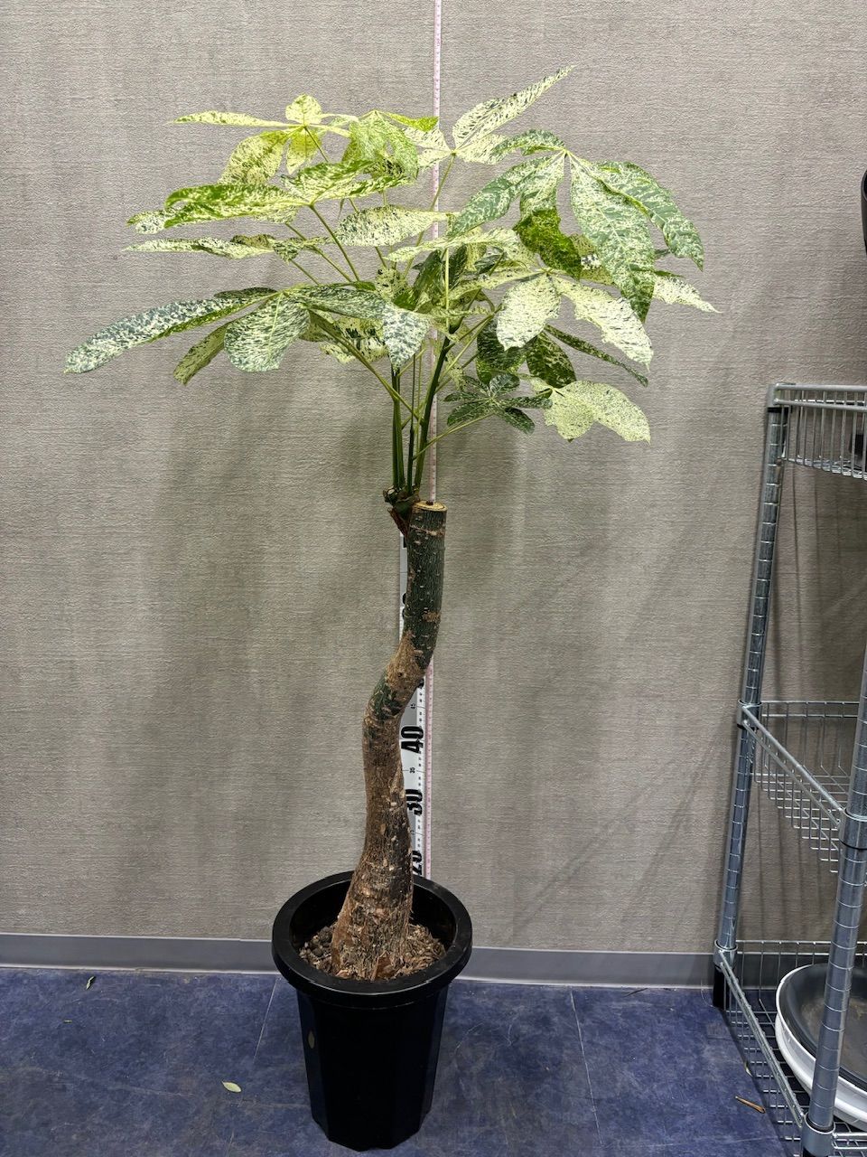楽天市場】ミルキーウェイ（観葉植物｜花・観葉植物）：花