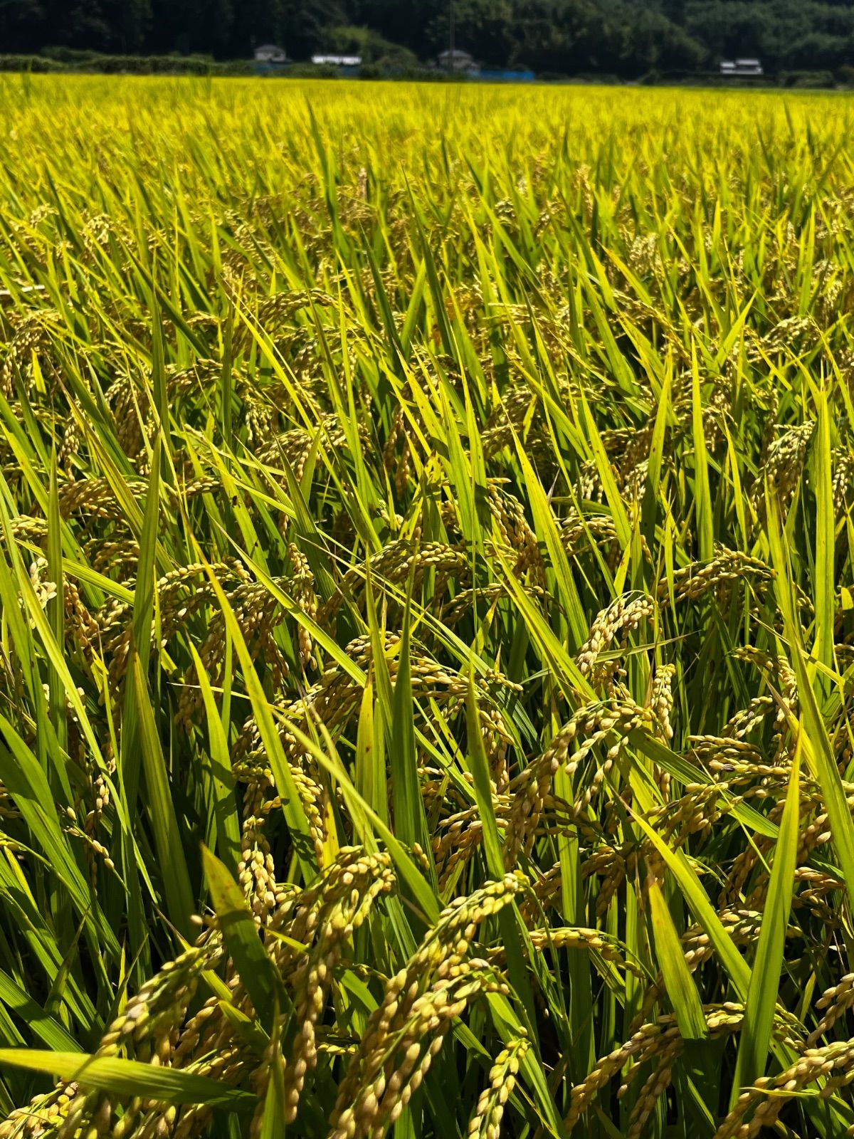 令和7年度 新米 きぬむすめ 10kの玄米です