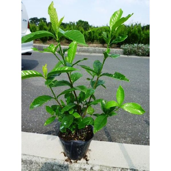 白花 八重咲きクチナシ