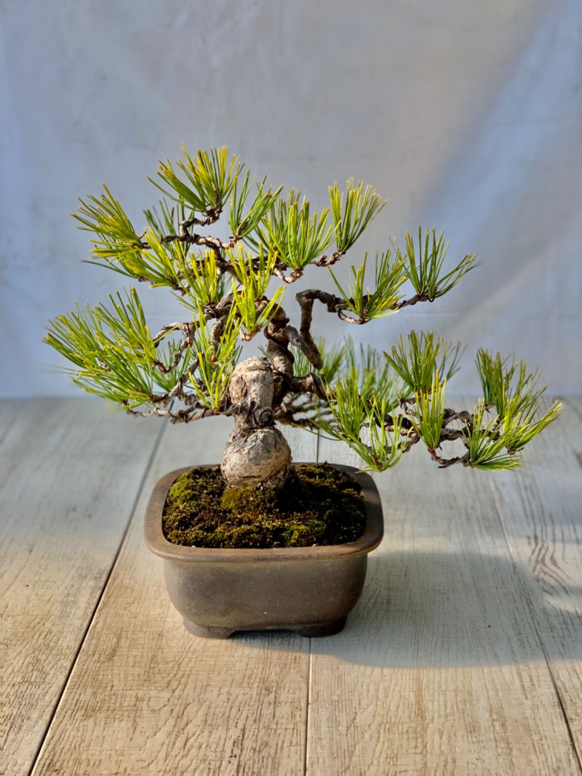 ma　赤松　小品盆栽　植物 赤松 小品盆栽 あかまつ - メルカリ