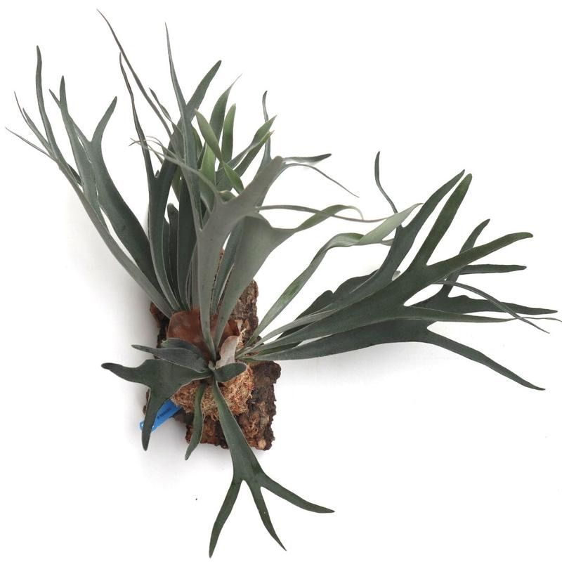 798 ビカクシダ ビーチー ベイチーヴィーチーP. Veitchii コルク