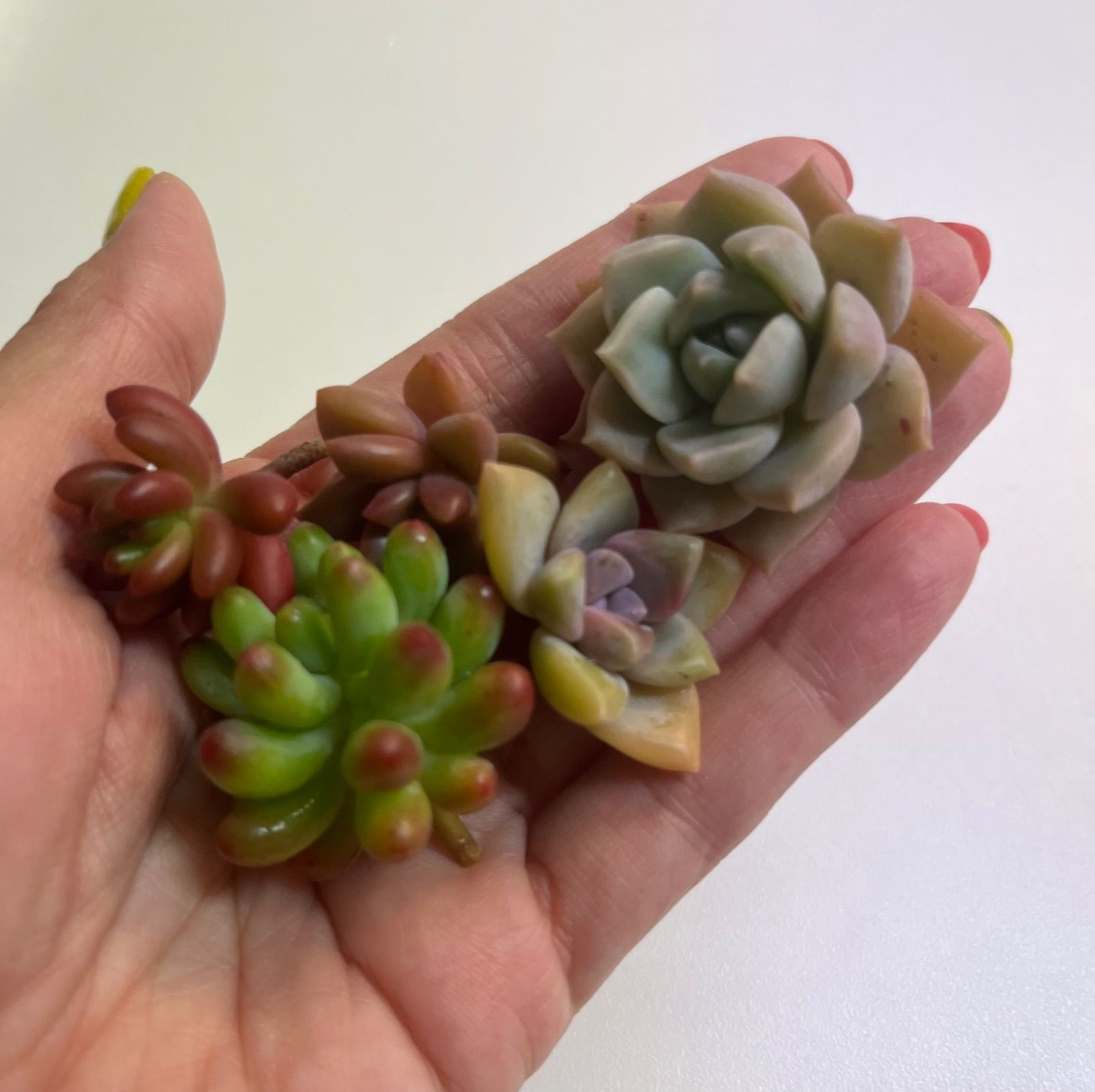 ちい　ラブリーローズ 鉢ごと そのまま メルカリ便 多肉植物カット苗♡ラブリーローズ♡ポット内全部♡ - メルカリ