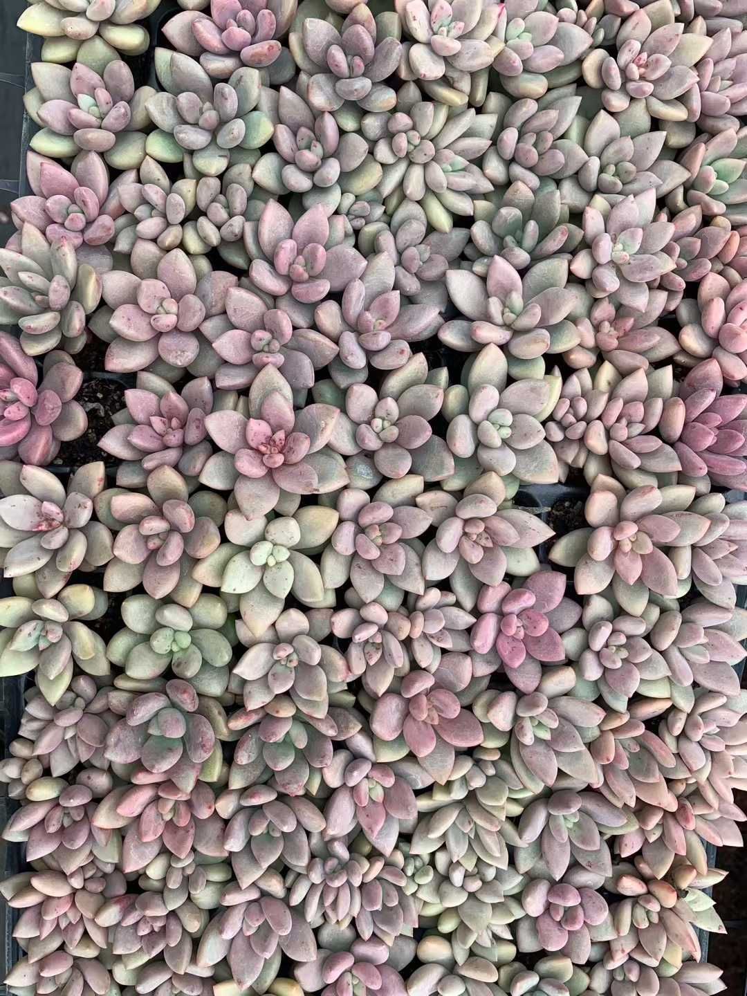ま*す様 D780 花火 105苗 土付き 多肉植物 エケベリア 韓国苗 D780 花火 105苗 土付き 多肉植物 エケベリア 韓国苗 - メルカリ