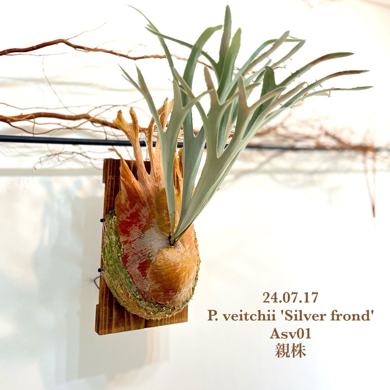 ビカクシダ ベイチーシルバーフロンド