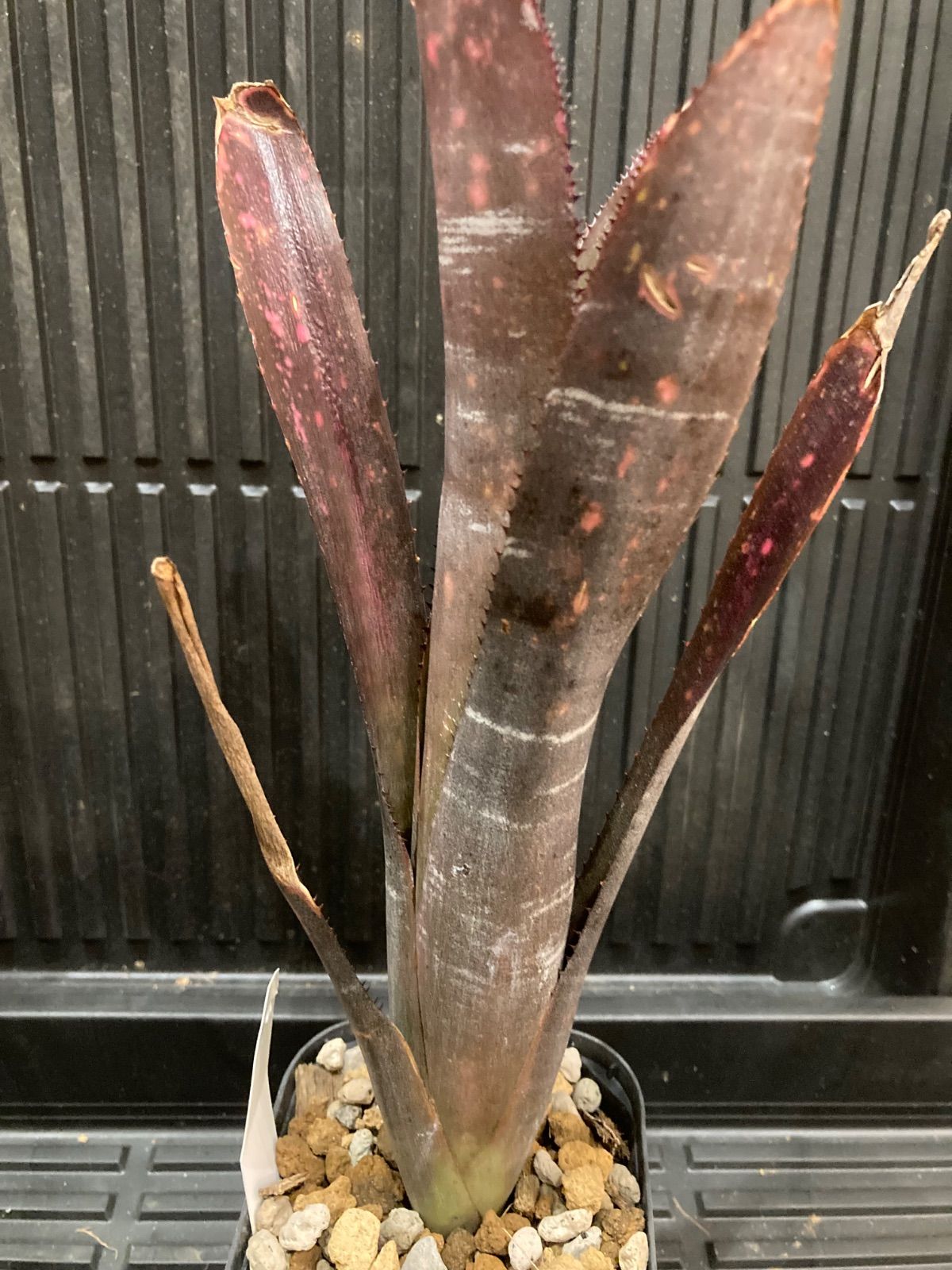 ビルベルギア Billbergia Incendiary Delight Bill.Incendiary