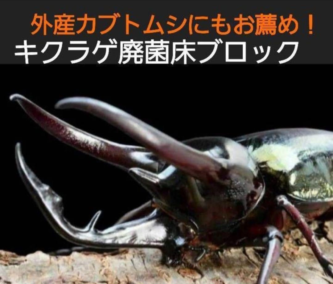 オオヒラタケ菌床天然発酵カブトムシマット(300L)自然界のバクテリア ...