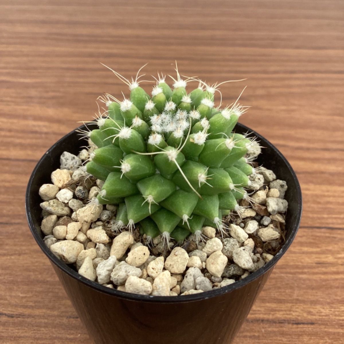 サボテン マミラリア エルサム - メルカリ