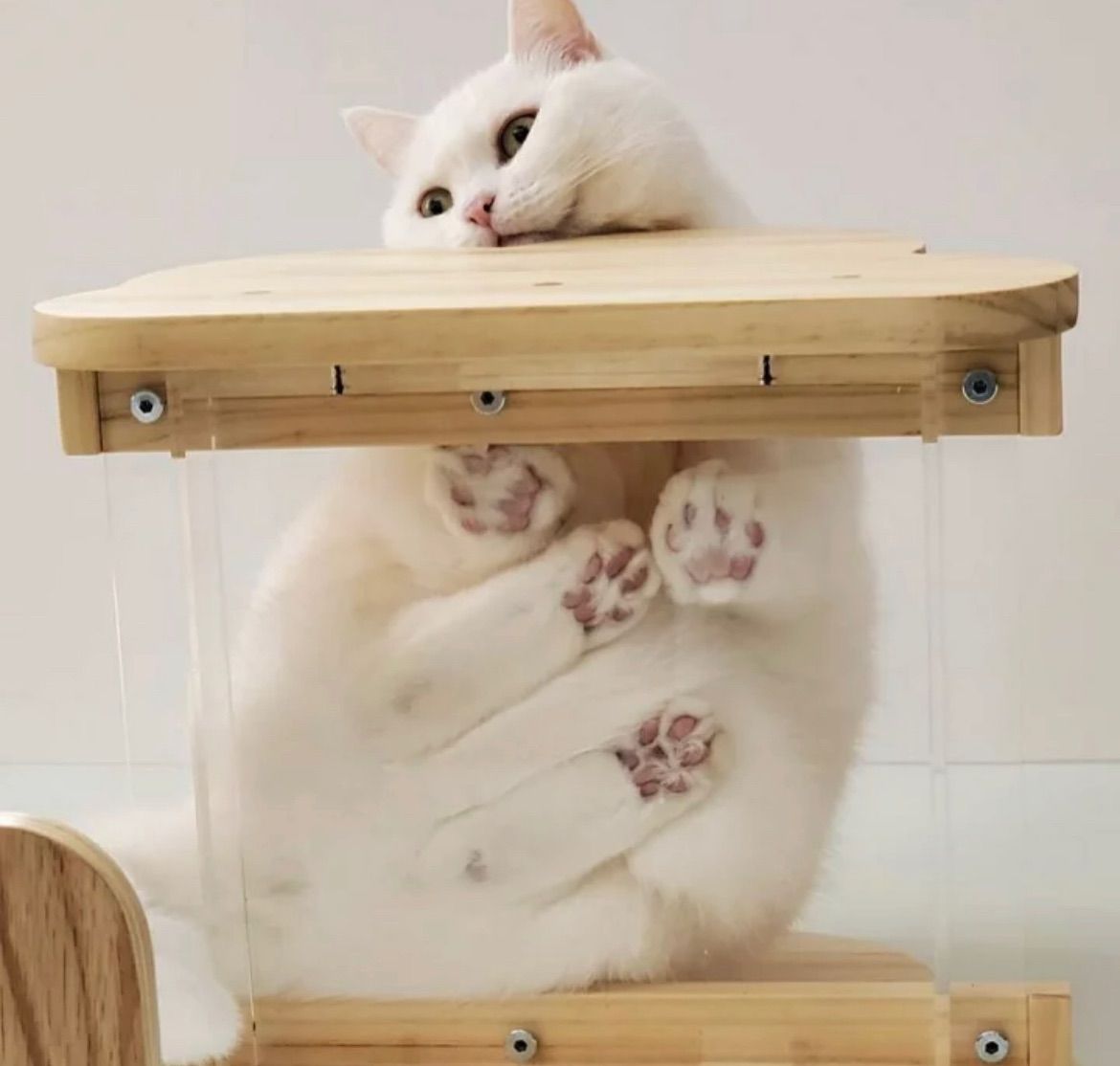 MYZOO マイズー モク MOKU 透明キャットステップ キャットステップ