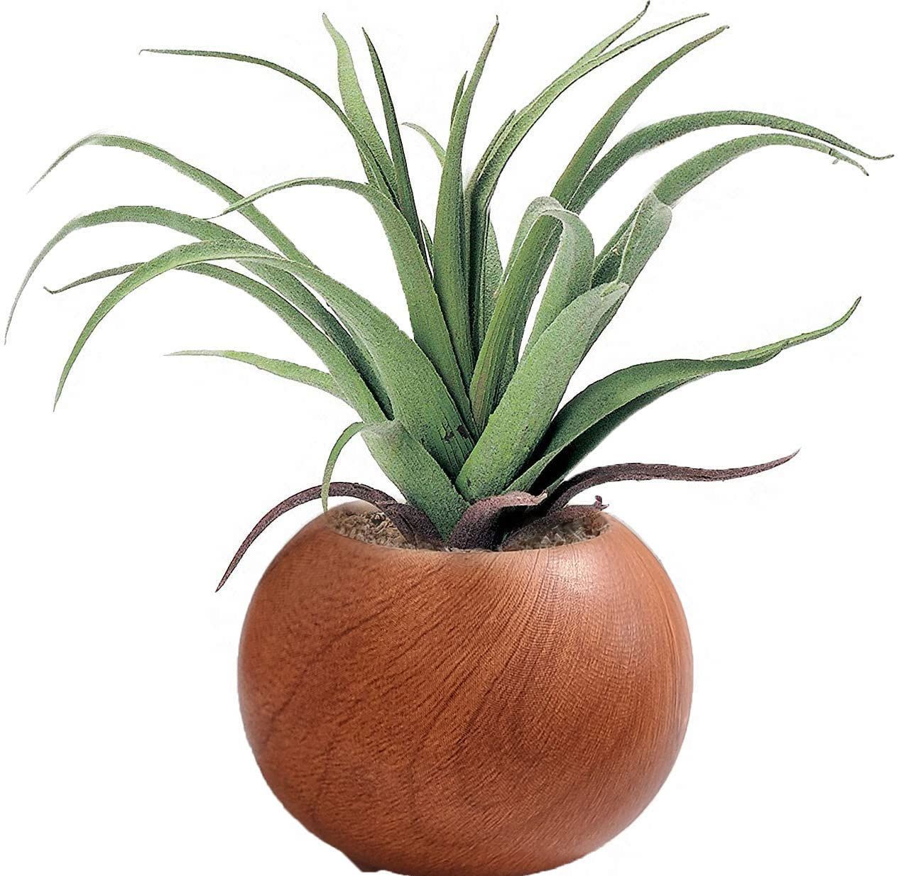 造花 インテリアグリーン 観葉植物 光触媒 かわいい エアプランツ Φ16 H 15 cm ポットの直径はΦ7 ケーアイジャパン ナチュラル 木目ポット 419495 ブラウン